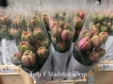 Tulp-F-Madeira
