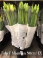 Tulp-F-Maureen
