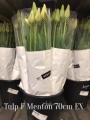 Tulp-F-Menton-
