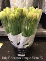 Tulp-F-Renown-Unique