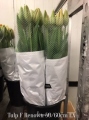Tulp-F-Renown