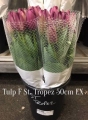 Tulp-F-St.-Tropez