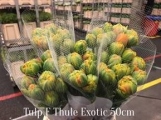 Tulp-F-Thule-Exotic