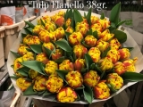 Tulp-Flanello