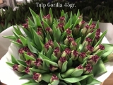 Tulp-Gorilla