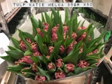 Tulp-Katie-Melua