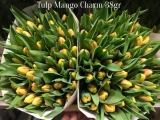 Tulp-Mango-Charm