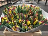 Tulp-Rasta-Parrot