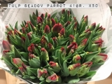 Tulp-Seadov-Parrot