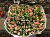Tulp-Tom-Puce