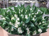 Tulp-White-Ice