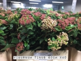 Viburnum-Tinus