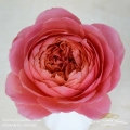 GArden-Romantic-Antike