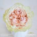 GArden-Victoria-Bride