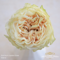 Garden-Elanie