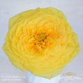 Garden-Lemon