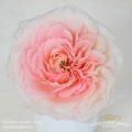 Garden-MAyra