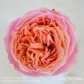Garden-Rose-love-me