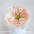 Garden-Tinkerbell