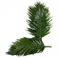 Robelini