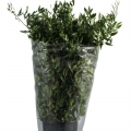 Ruscus