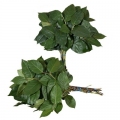 Salal