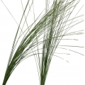 Stielgras