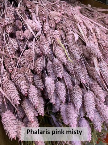 VahldiekAG_Webshop_Blumengroßhandel_Driedflower_070820-26