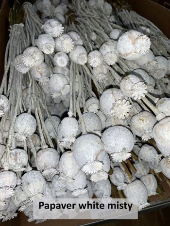 VahldiekAG_Webshop_Blumengroßhandel_Driedflower_070820-28