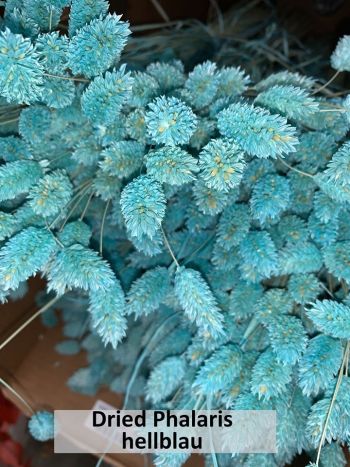 VahldiekAG_Webshop_Blumengroßhandel_Driedflower_070820-33
