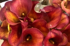 Blumen-vahldiek-schnittblumen-vahldiekag_-49