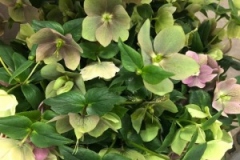 Blumen-vahldiek-schnittblumen-vahldiekag_-50