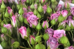 Blumen-vahldiek-schnittblumen-vahldiekag_-51
