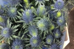Blumen-vahldiek-schnittblumen-vahldiekag_-52