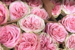 Blumen-vahldiek-schnittblumen-vahldiekag_-53