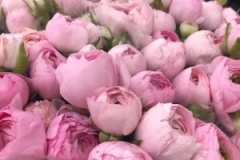 Blumen-vahldiek-schnittblumen-vahldiekag_-54