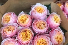 Blumen-vahldiek-schnittblumen-vahldiekag_-56