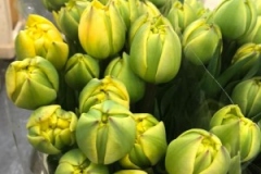 Blumen-vahldiek-schnittblumen-vahldiekag_-57