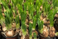 Blumen-vahldiek-schnittblumen-vahldiekag_-59