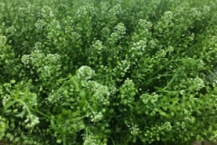 Blumen-vahldiek-schnittblumen-vahldiekag_-60