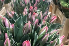 Blumen-vahldiek-schnittblumen-vahldiekag_-61