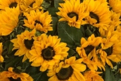Blumen-vahldiek-schnittblumen-vahldiekag_-62