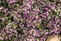 Blumen-vahldiek-schnittblumen-vahldiekag_-63