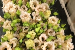 Blumen-vahldiek-schnittblumen-vahldiekag_-64