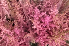 Blumen-vahldiek-schnittblumen-vahldiekag_-65