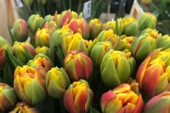 Blumen-vahldiek-schnittblumen-vahldiekag_-66