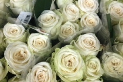 Blumen-vahldiek-schnittblumen-vahldiekag_-68