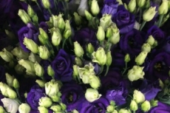Blumen-vahldiek-schnittblumen-vahldiekag_-69