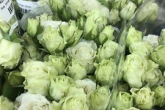 Blumen-vahldiek-schnittblumen-vahldiekag_-70