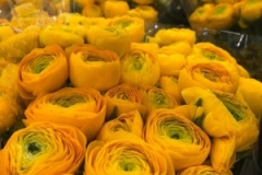 Blumen-vahldiek-schnittblumen-vahldiekag_-71